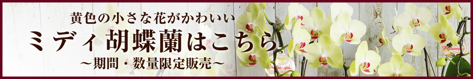 お祝い 和風 胡蝶蘭 ミディ