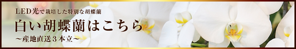 白い胡蝶蘭3本立