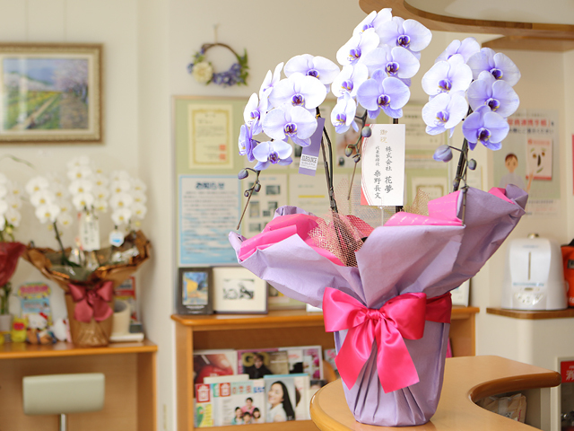 紫の胡蝶蘭3本立パープルエレガンス